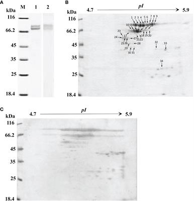 Protein Diversity and Immune Specificity of Hemocyanin From Shrimp Litopenaeus vannamei